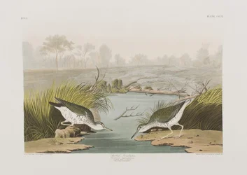 Illustration from 