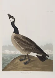 Illustration from 