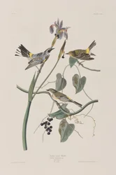 Illustration from 