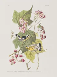 Illustration from 