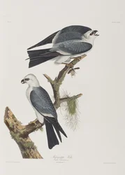 Illustration from 