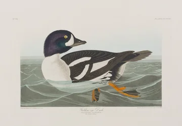 Illustration from 