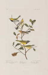 Illustration from 
