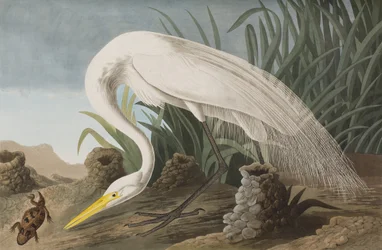 Illustration from 