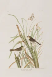 Illustration from 