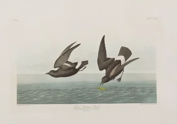 Illustration from 