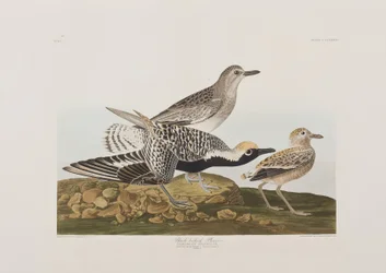 Illustration from 