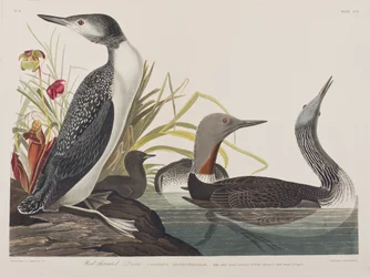 Illustration from 