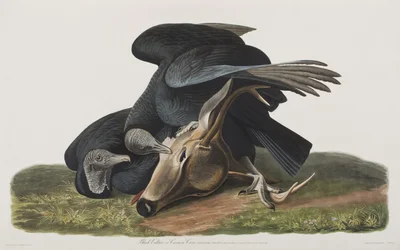 Illustration from 