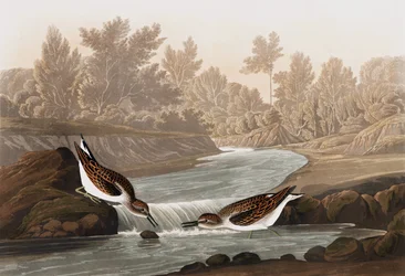 Little Sandpiper, Tringa Pusilla, from 