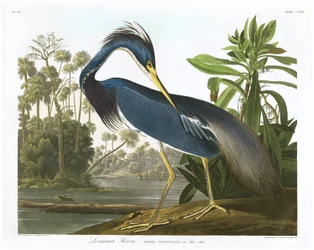 Louisiana Heron