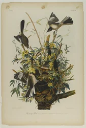 Mocking Bird