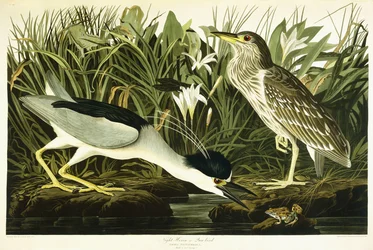 Night Heron or Lua Bird