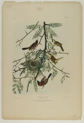 Orchard Oriole
