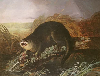 Otter Caught in a Trap