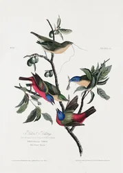 Painted Finch from Birds of America (1827)