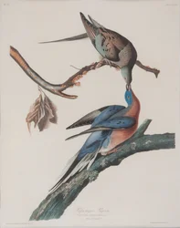 Passenger Pigeon
