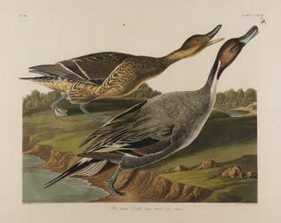 Pin Tailed Duck, 1834