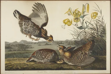 Pinnated Grouse