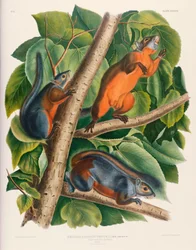Red-Bellied Squirrel