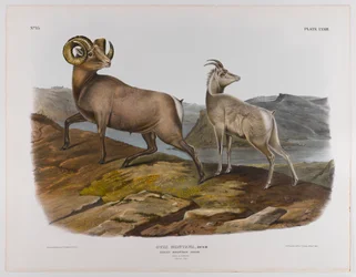 Rocky Mountain sheep, 1845