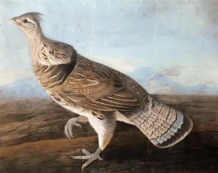 Ruffed Goose
