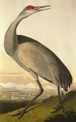 Sandhill Crane, from 