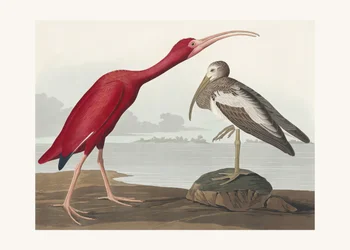 Scarlet Ibis from Birds of America (1827)