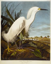 Snowy Heron or White Egret