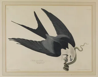 Swallow-tailed Hawk