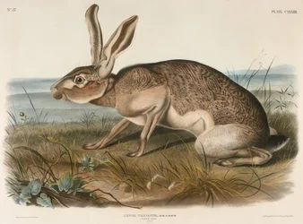 Texian Hare