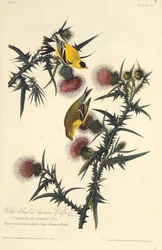 The American goldfinch. From The Birds of America, 1827-1838