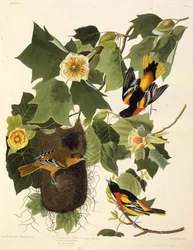 The Baltimore Oriole. From The Birds of America