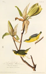 The Kentucky warbler. From The Birds of America, 1827-1838