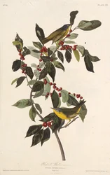 The Nashville Warbler. From The Birds of America