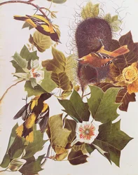 The Oriole, from Birds of America
