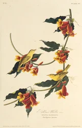 The Rathbone Warbler. From The Birds of America