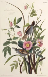 The Sea-side Finch. From The Birds of America, 1827-1838