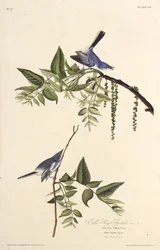 The Blue-Gray Gnatcatcher. From The Birds of America