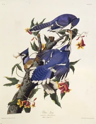 The Blue Jay. From The Birds of America, 1827-1838