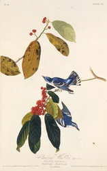 The Cerulean Warbler (From The Birds of America)