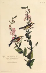 The Chestnut-Sided Warbler. From The Birds of America