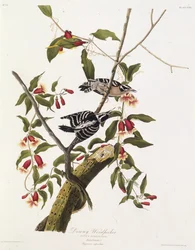 The downy woodpecker. From The Birds of America