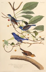 The indigobirds. From The Birds of America, 1827-1838