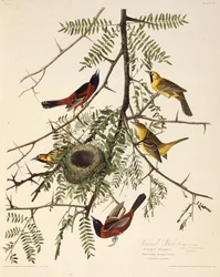 The Orchard Oriole. From The Birds of America