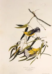 The prothonotary warbler. From The Birds of America