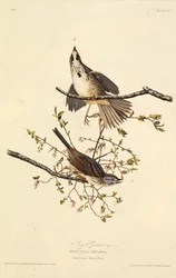 The Song Sparrow (From The Birds of America)