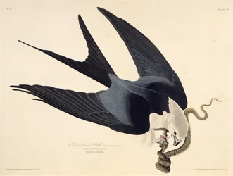 The swallow-tailed kite. From The Birds of America, 1827-1838.