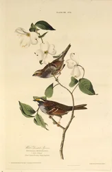 The white-throated sparrow. From The Birds of America