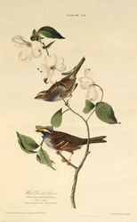 The White-Throated Sparrow (From The Birds of America)